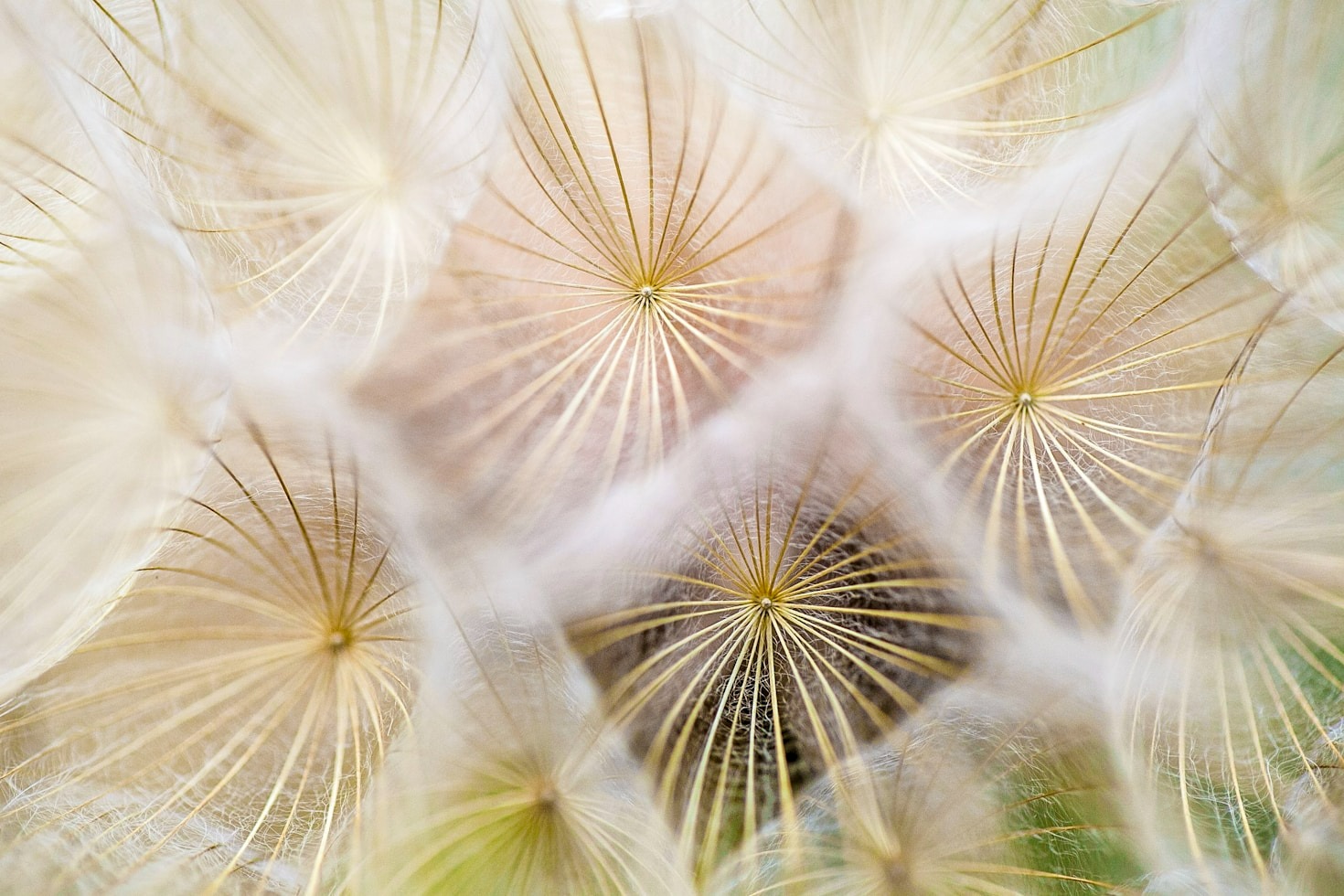 Leven met huismijtallergie: praktische tips